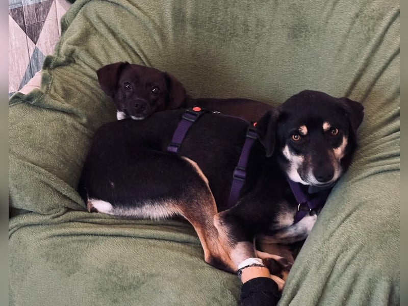 Elke - eine ruhige Hündin