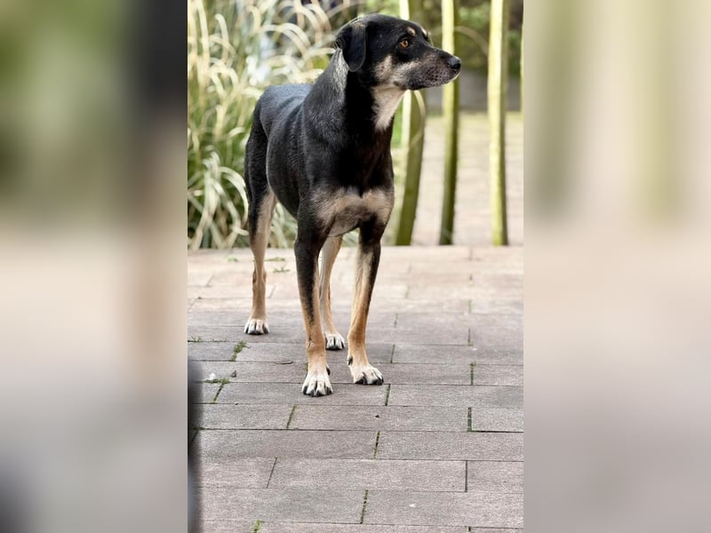 Elke - eine ruhige Hündin