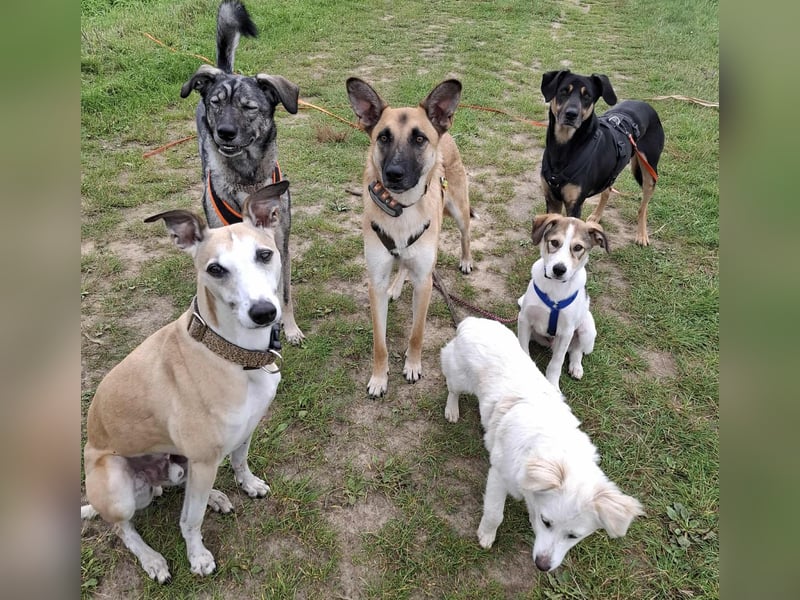 Ozzy - ein junger Wirbelwind