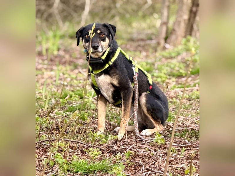 Elke - eine ruhige Hündin