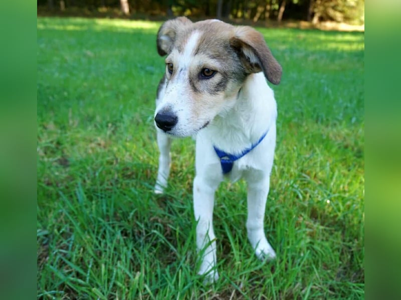 Ozzy - ein junger Wirbelwind