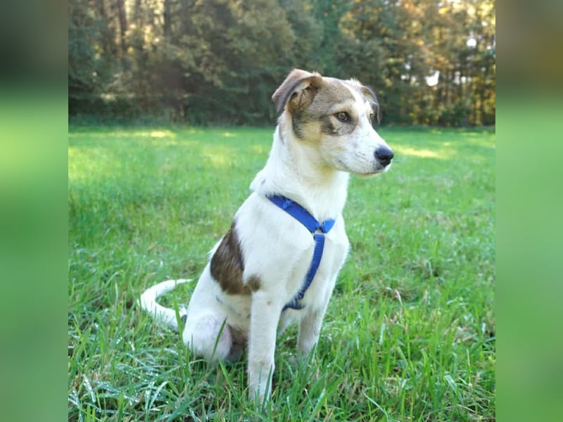 Ozzy - ein junger Wirbelwind