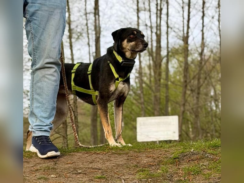 Elke - eine ruhige Hündin