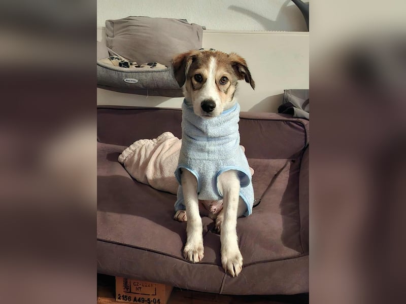 Ozzy - ein junger Wirbelwind