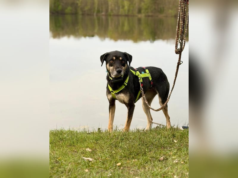 Elke - eine ruhige Hündin