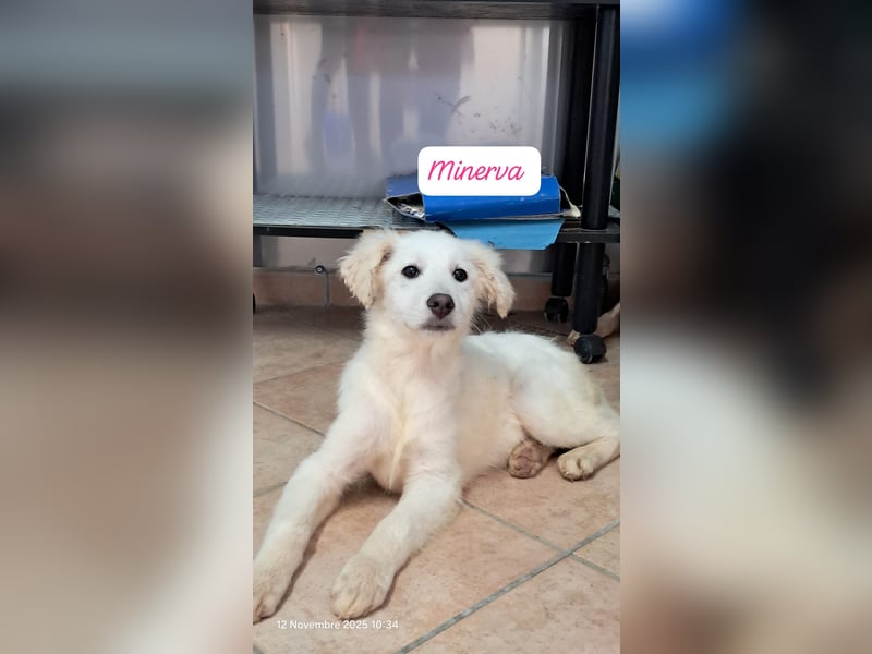 Minerva sucht ihre Menschen