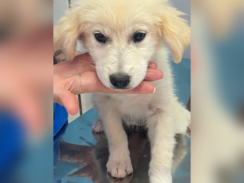 Molly sucht ihre Herzensmenschen