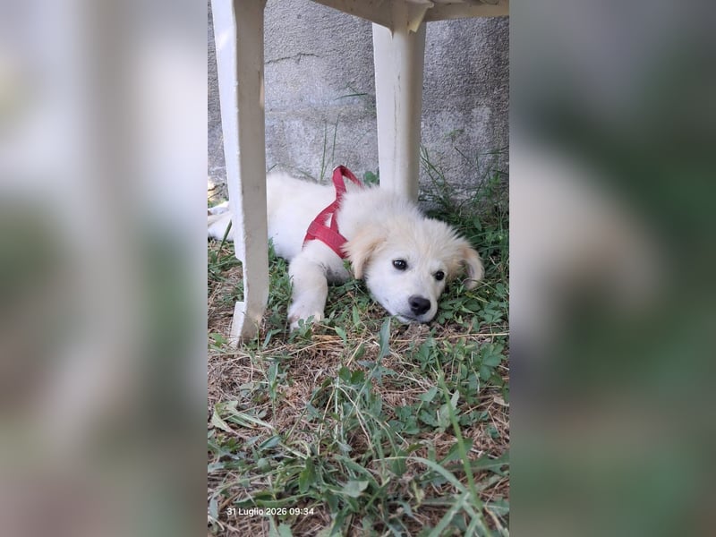 Molly sucht ihre Herzensmenschen