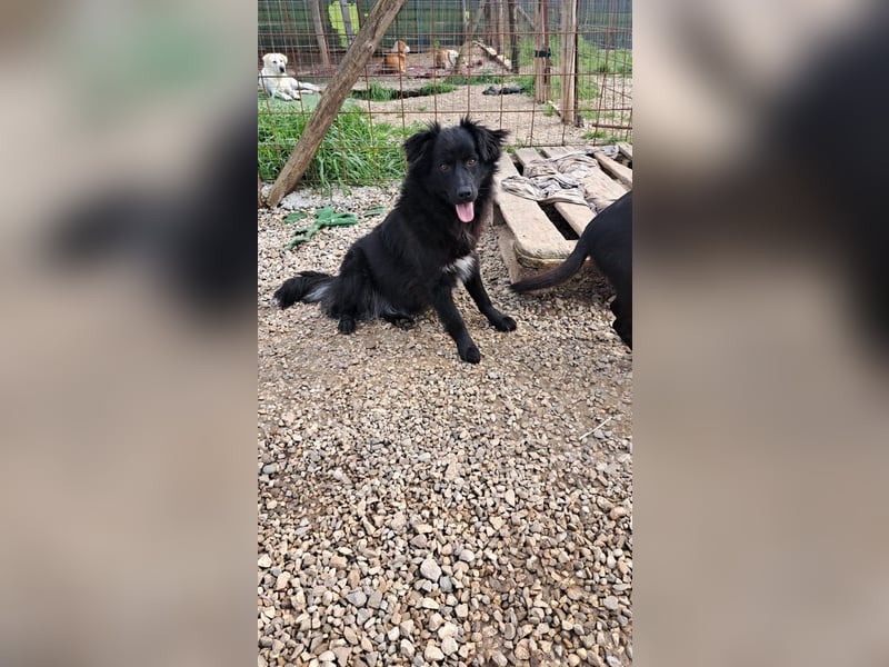 Giada sucht ihr für immer Zuhause