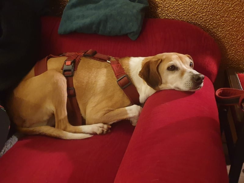 Tolle Hündin sucht ihr Glück