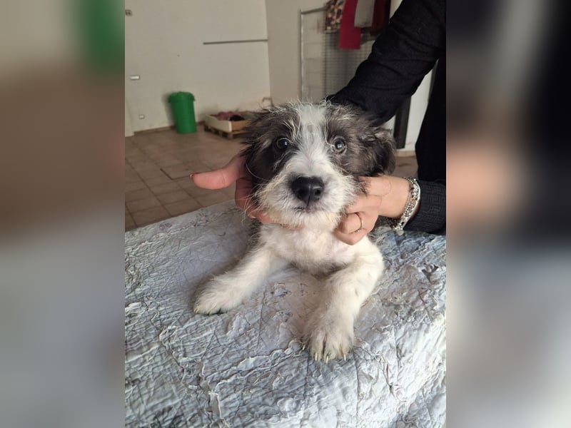 Joau möchte ankommen