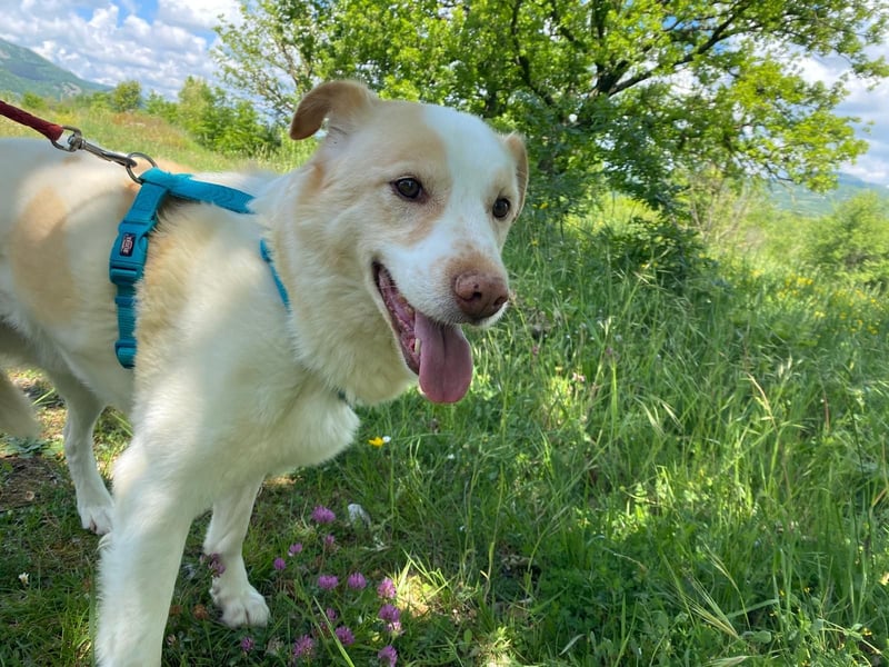 Brandy sucht sein Glück