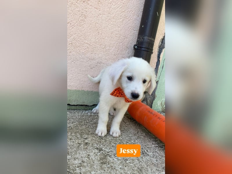 Jessy sucht ihr Zuhause Jessy sucht ihr Zuhause