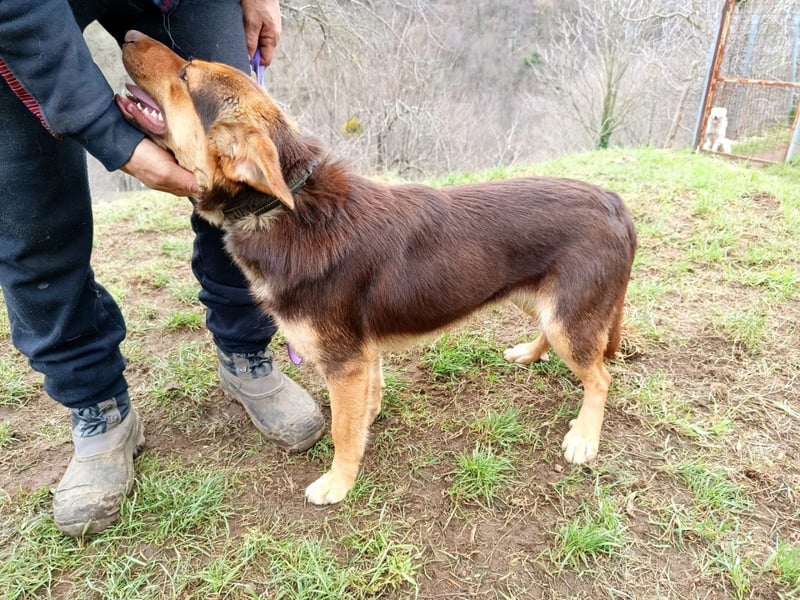 Chiko sucht sein für immer Zuhause
