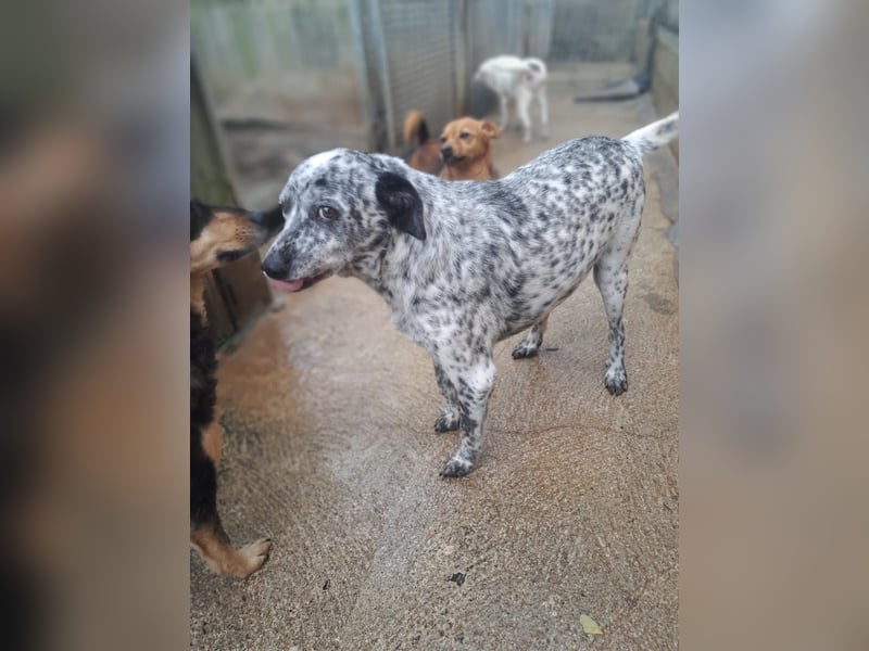 Pippo möchte nur ankommen