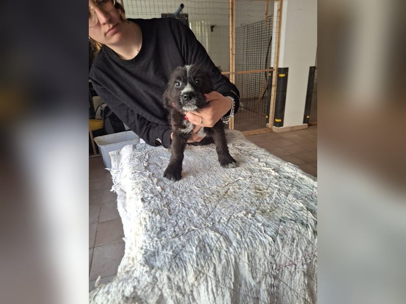 Carmelita sucht ihr für immer Zuhause