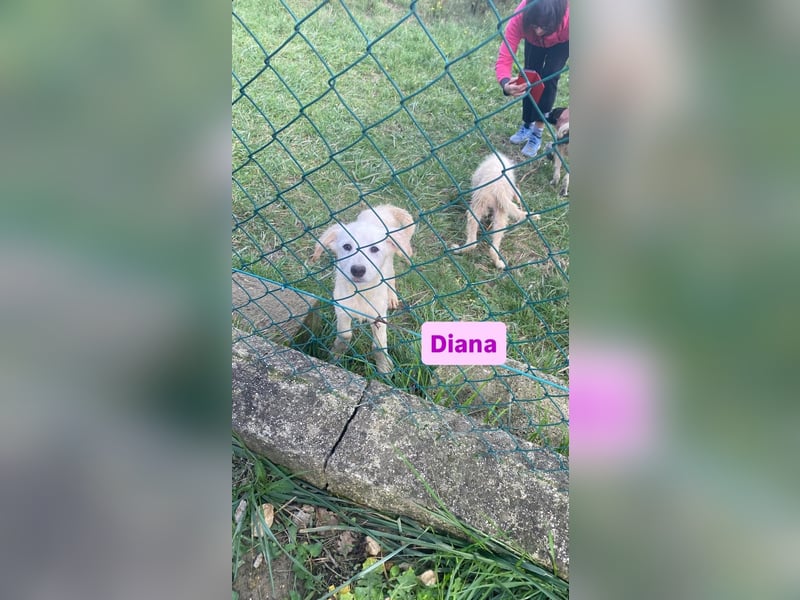 Diana sucht ihre Menschen