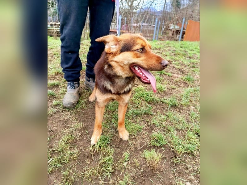 Chiko sucht sein für immer Zuhause