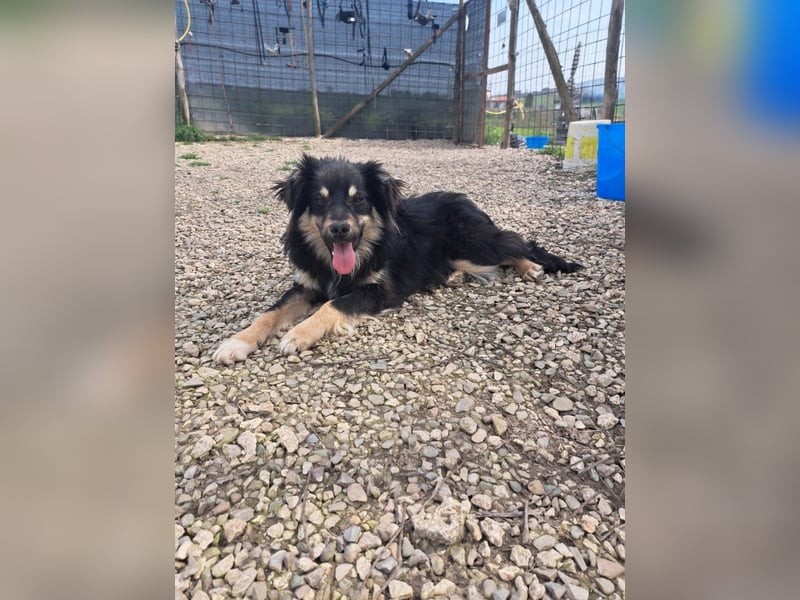 Geda sucht ihr Zuhause