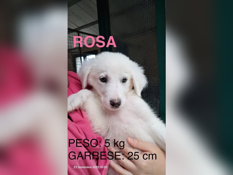 Rosa sucht ihre Menschen Rosa sucht ihre Menschen