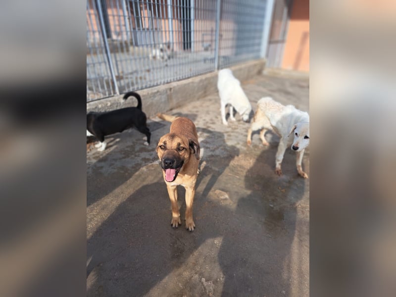 Torquato sucht sein Glück