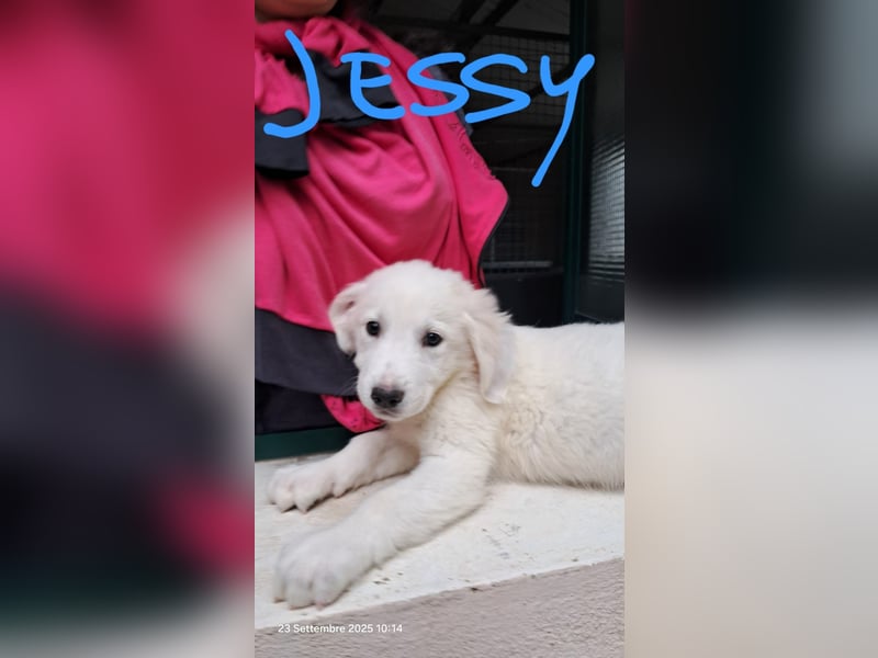 Jessy sucht ihr Zuhause Jessy sucht ihr Zuhause