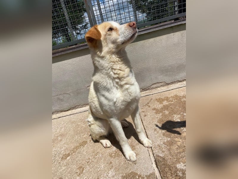 Brandy sucht sein Glück