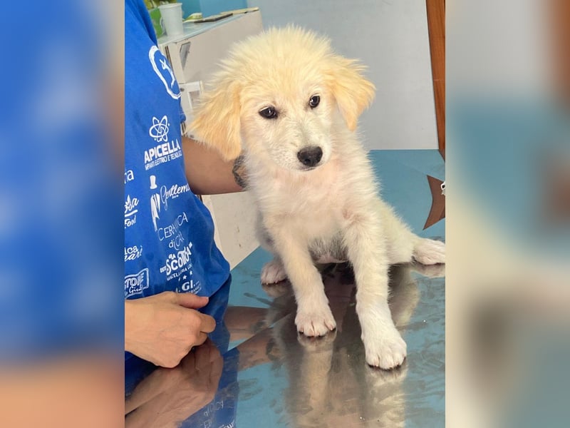 Molly sucht ihre Herzensmenschen