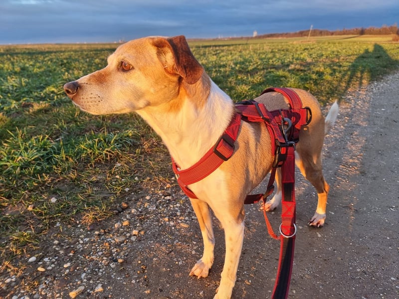 Tolle Hündin sucht ihr Glück