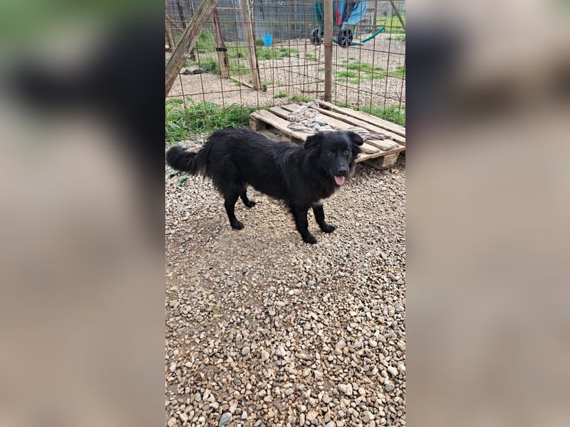 Giada sucht ihr für immer Zuhause