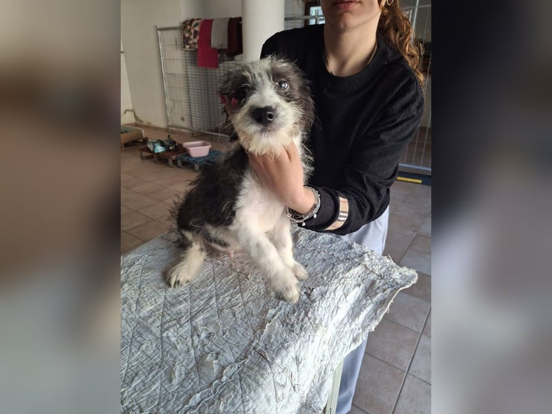 Joau möchte ankommen