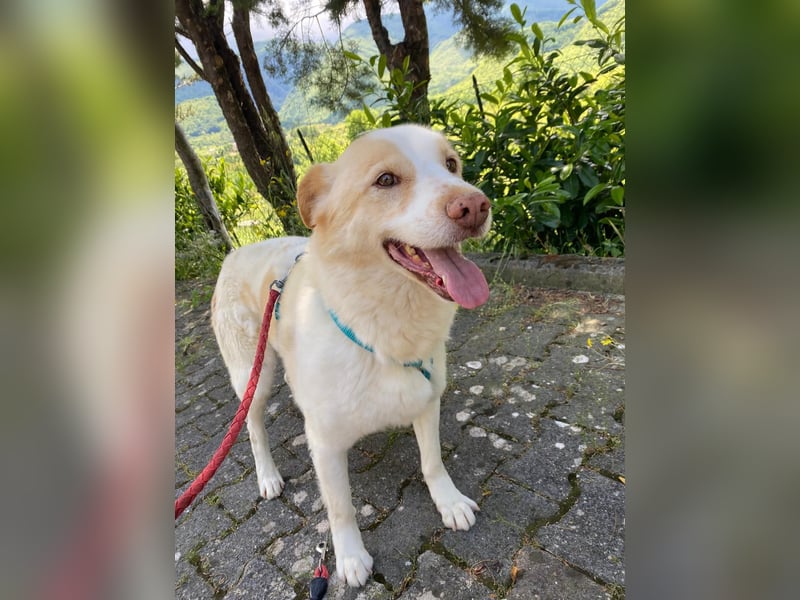 Brandy sucht sein Glück