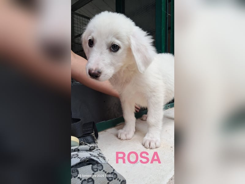 Rosa sucht ihre Menschen Rosa sucht ihre Menschen