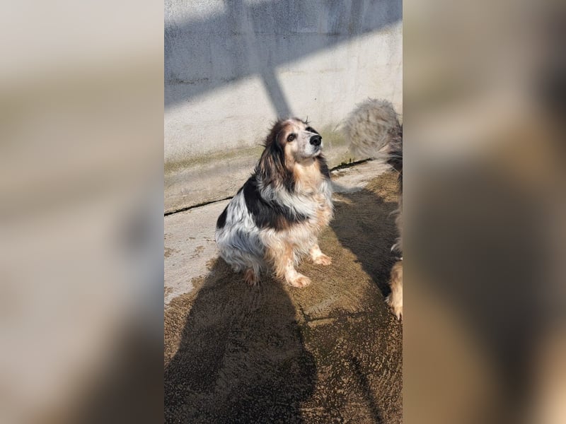 Robby sucht sein Gnadenplätzchen