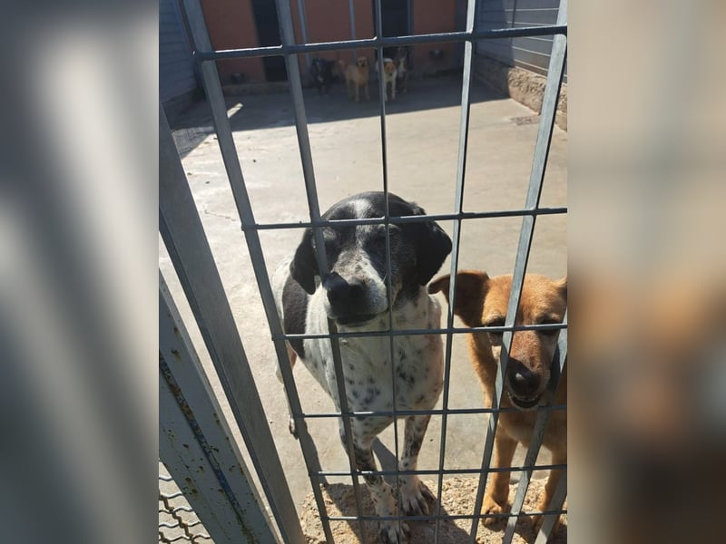 Zack sucht dringend ein Zuhause