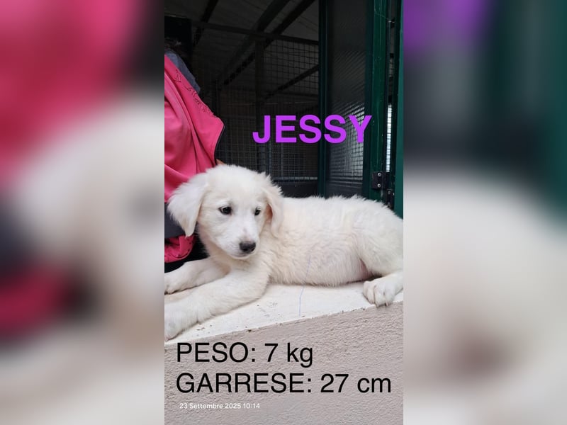 Jessy sucht ihr Zuhause Jessy sucht ihr Zuhause