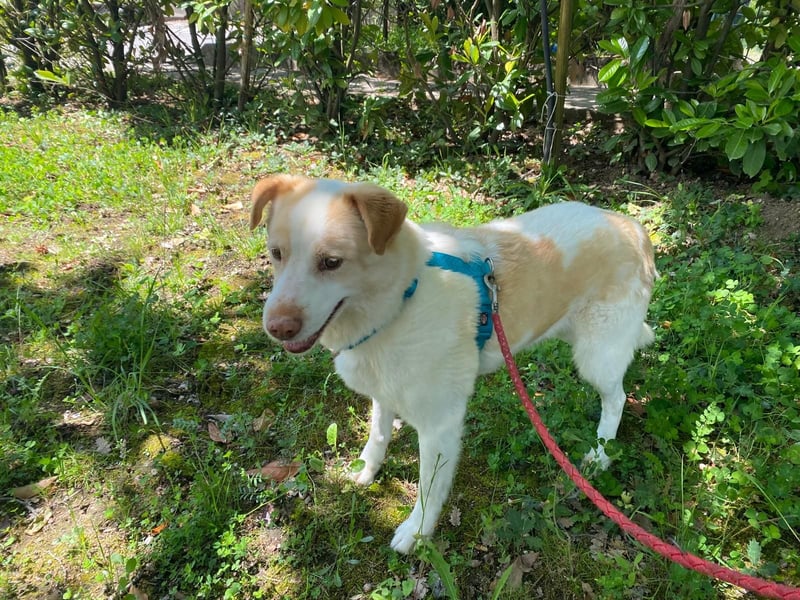 Brandy sucht sein Glück