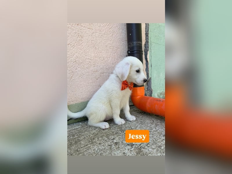 Jessy sucht ihr Zuhause Jessy sucht ihr Zuhause