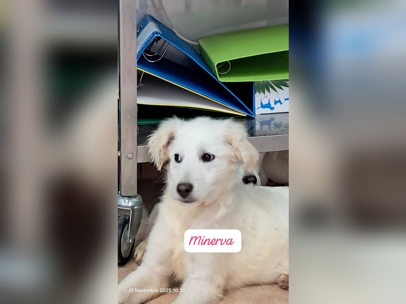 Minerva sucht ihre Menschen