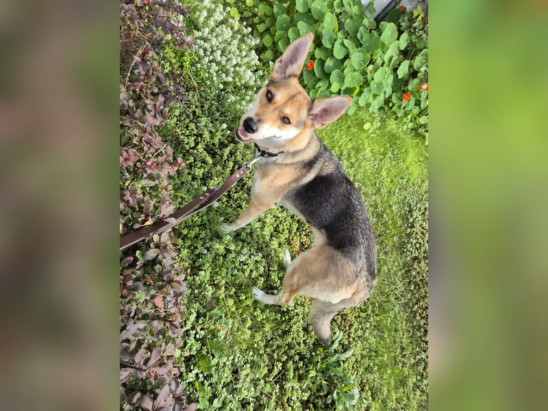 Ella auf Pflegstelle in Deutschland
