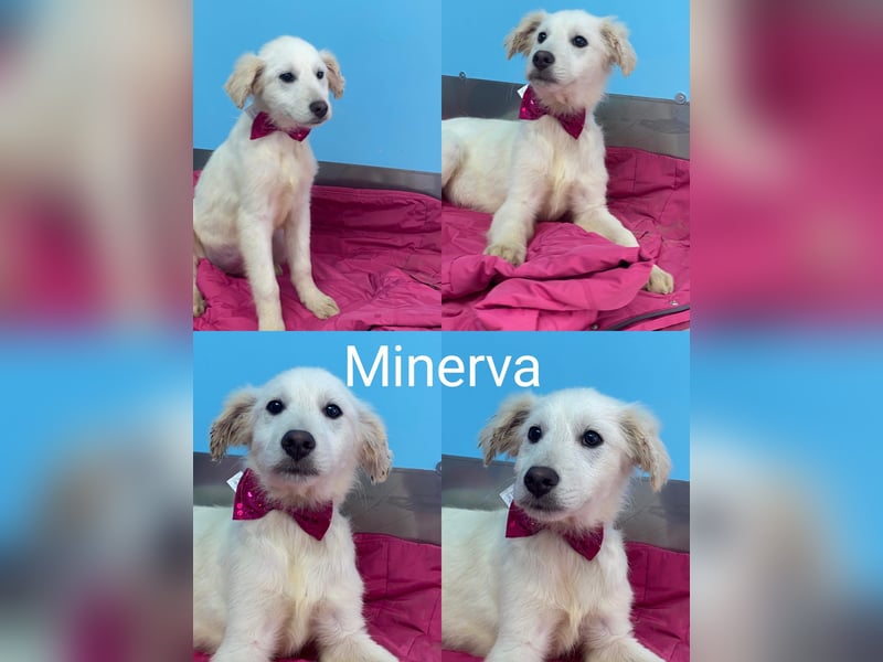 Minerva sucht ihre Menschen
