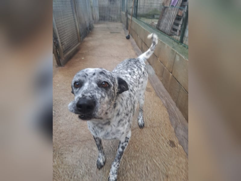 Pippo möchte nur ankommen