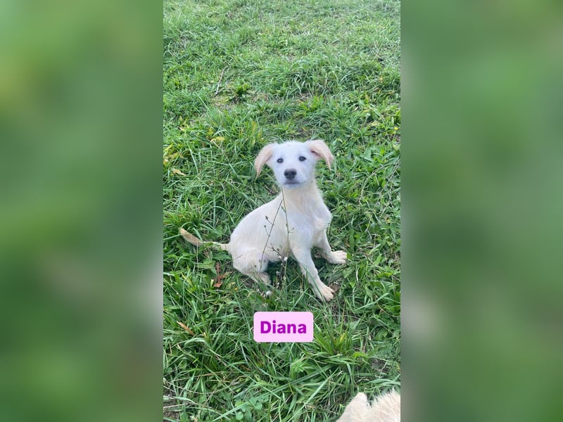 Diana sucht ihre Menschen