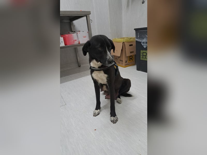 Luna sucht ihr Zuhause