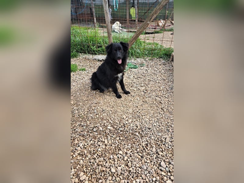 Giada sucht ihr für immer Zuhause