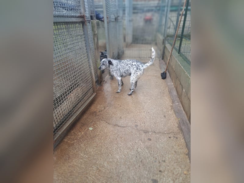 Pippo möchte nur ankommen