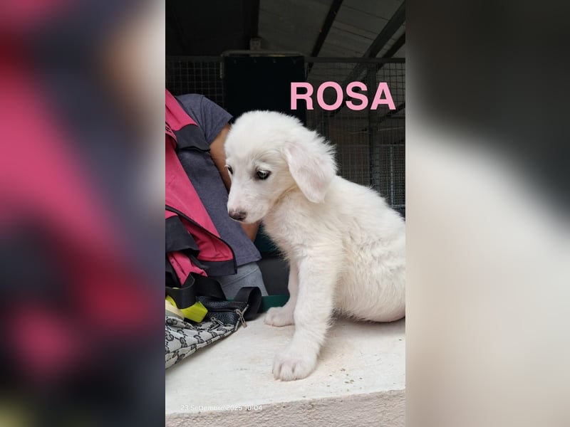 Rosa sucht ihre Menschen Rosa sucht ihre Menschen