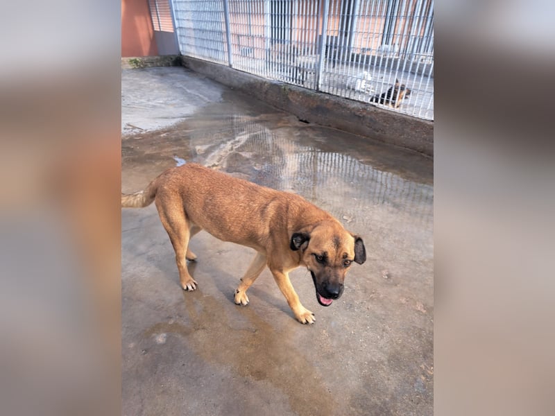 Torquato sucht sein Glück