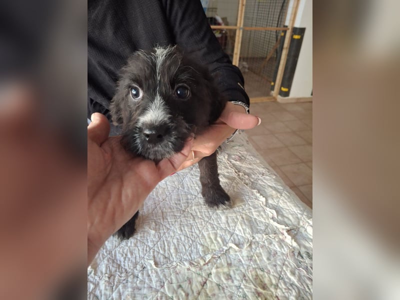 Carmelita sucht ihr für immer Zuhause