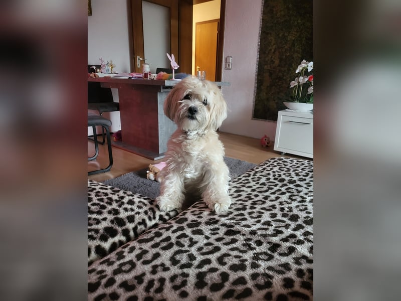 Mischlingshündin abzugeben